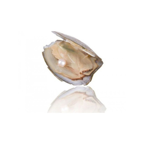 Toptan Istiridye Içinde Gerçek Inci Kolye Seti